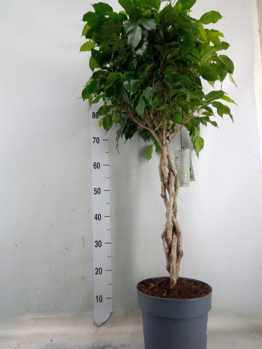 <h4>Ficus binn. 'Amstel King'</h4>