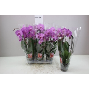Phal Cascade Roze 2 Tak