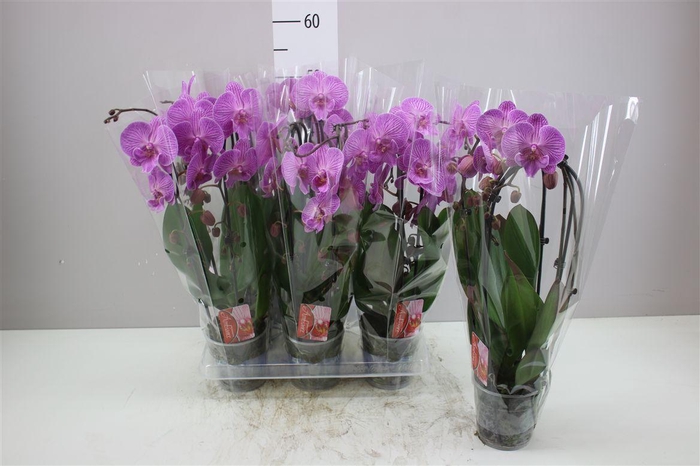 <h4>Phal Cascade Roze 2 Tak</h4>