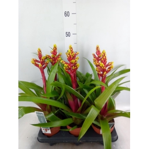 Guzmania   ...