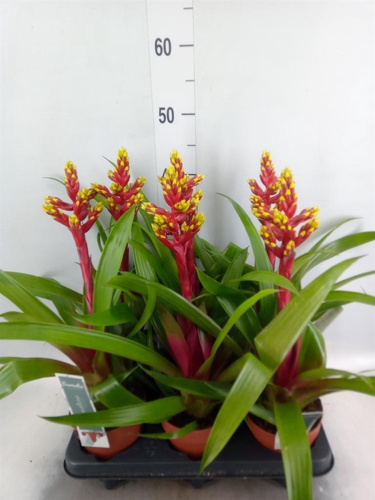 <h4>Guzmania   ...</h4>