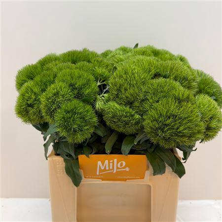 <h4>Di Barb Kiwi Mellow</h4>