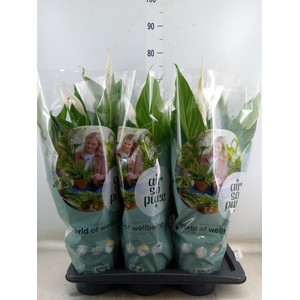 Spathiphyllum  'Bingo Cupido'