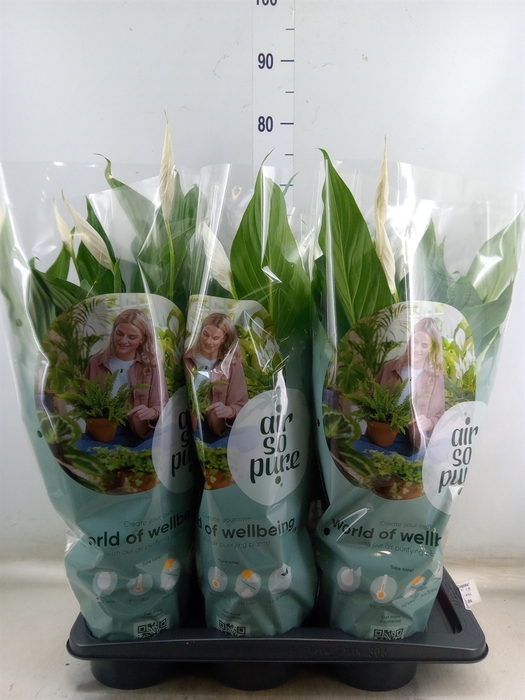 <h4>Spathiphyllum  'Bingo Cupido'</h4>