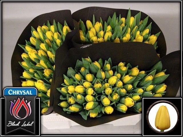 <h4>TU EN NOVI SUN</h4>