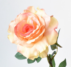 <h4>Rosa Garden Georgia Peach</h4>