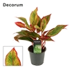 Aglaonema Red Fire 12 cm (Decorum)