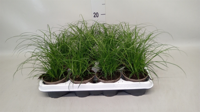 <h4>Carex brunnea</h4>