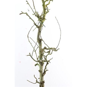PERENHOUT LARGE 200CM PST H%