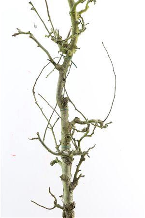 <h4>PERENHOUT LARGE 200CM PST H%</h4>