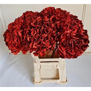 DROOG HYDRANGEA ROOD 60 CM P.DS