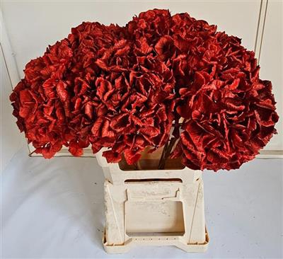 <h4>DROOG HYDRANGEA ROOD 60 CM P.DS</h4>