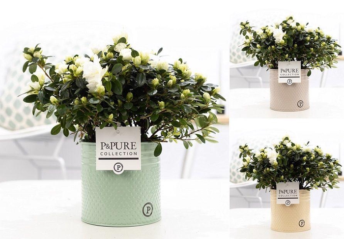 <h4>1st class Azalea white in P&PURE zinc pot Louise 4 ass.</h4>