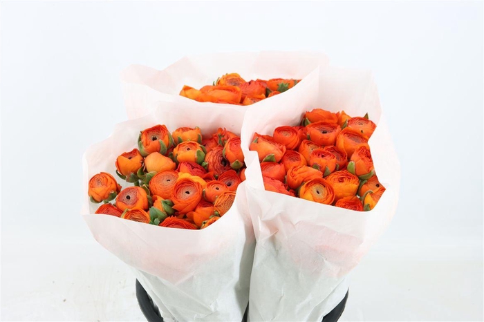 <h4>Ran Elegance Orange</h4>