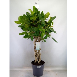 Ficus benghalensis 'Audrey'