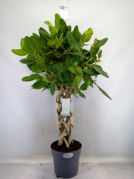 <h4>Ficus benghalensis 'Audrey'</h4>