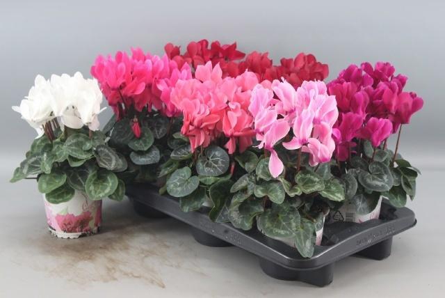 <h4>CYCL GR SUP XL</h4>