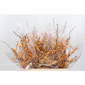 Ilex Golden Verboom