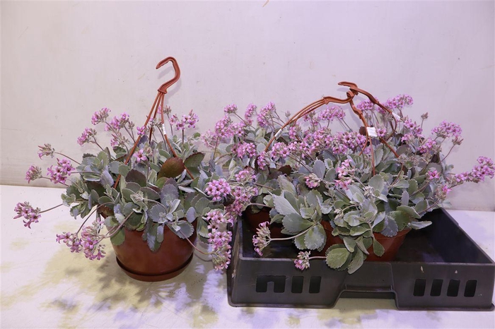 <h4>Kalanchoe Pumila</h4>