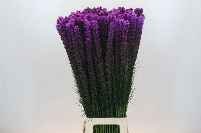 <h4>Liatris Callilepis</h4>