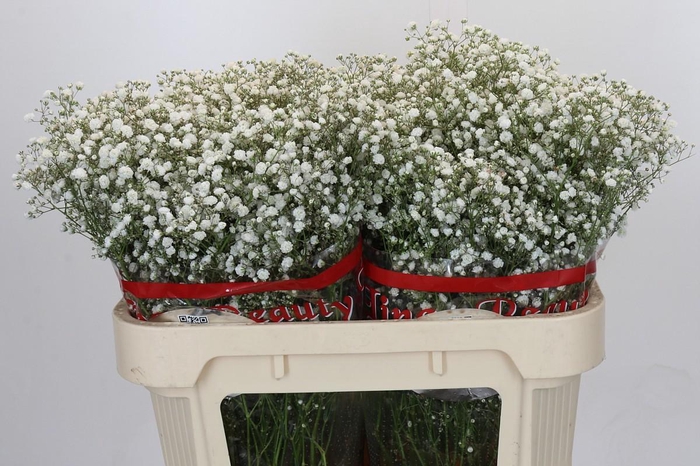 <h4>Gyps Xlence</h4>