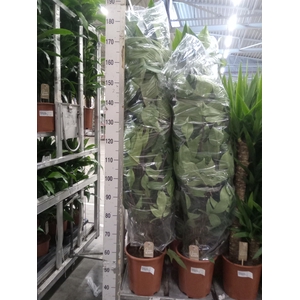 Philodendron pedatum