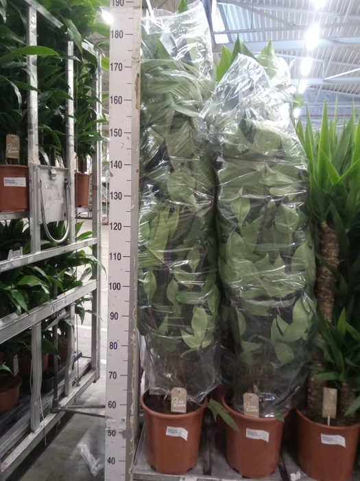 <h4>Philodendron pedatum</h4>