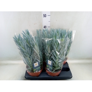 Curio ficoides 'Stelvio'