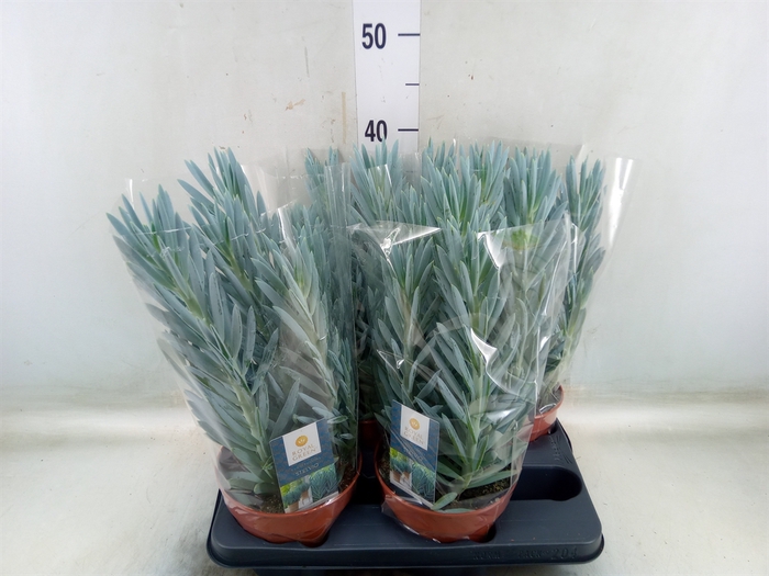 <h4>Curio ficoides 'Stelvio'</h4>