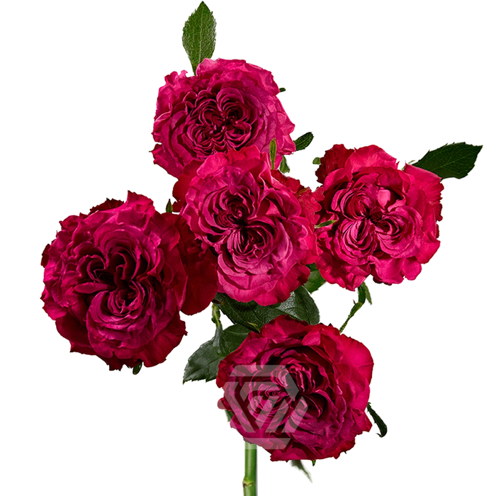 <h4>R TR BE GRACIOUS Tessa</h4>