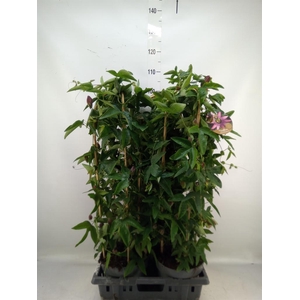 Passiflora caerul.
