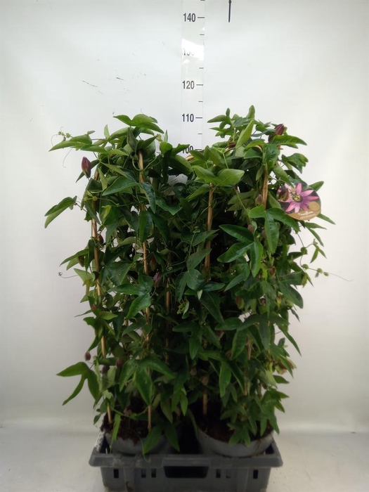 <h4>Passiflora caerul.</h4>