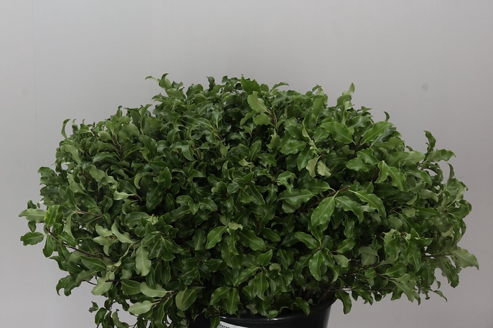 <h4>Pittosporum Green</h4>