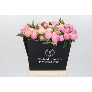 Paeonia Pink Giant