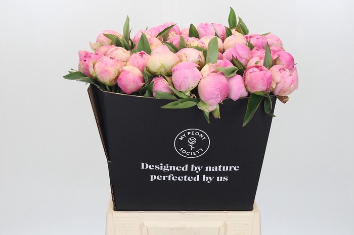 <h4>Paeonia Pink Giant</h4>