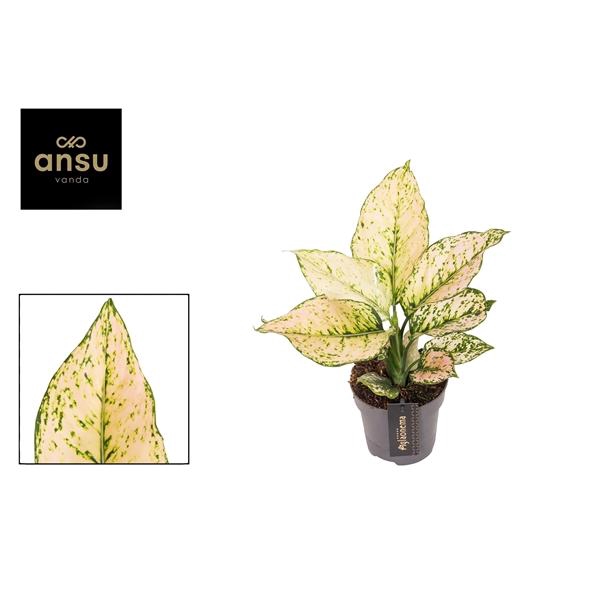 <h4>Aglaonema Pink Buttercup</h4>