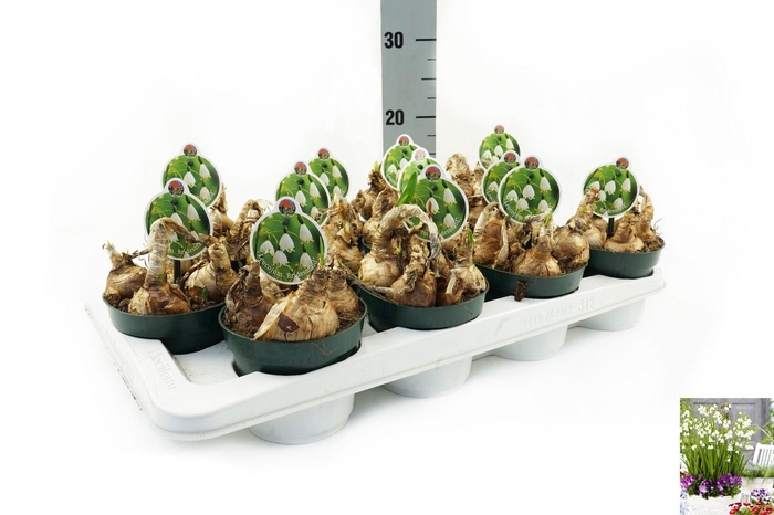 <h4>Leucojum Aestivum Gravetye Giant</h4>