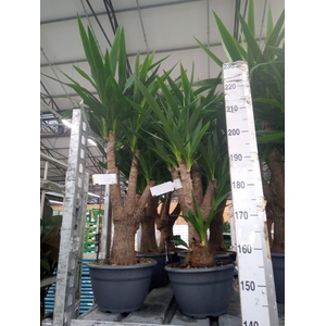 Yucca elephantipes   ...