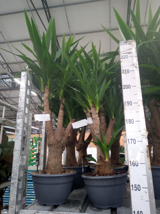 <h4>Yucca elephantipes ...</h4>