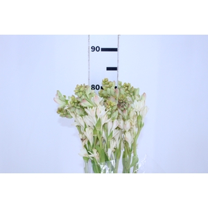 ANGELICA 060 CM