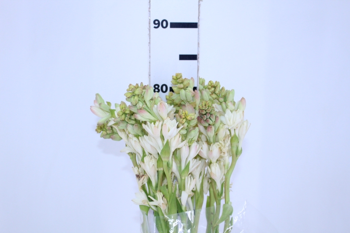 ANGELICA 060 CM
