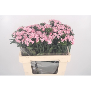 Di Barb Breanthus Lindo Pale Pink