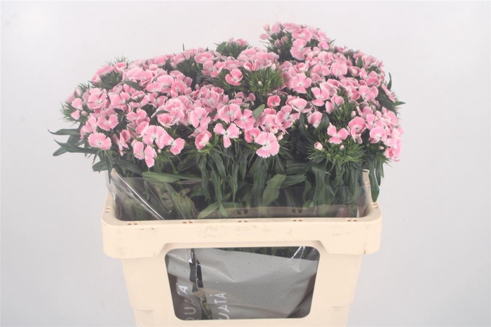 <h4>Di Barb Breanthus Lindo Pale Pink</h4>