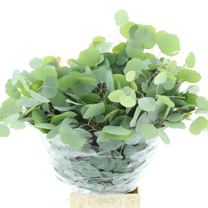 Euca Populus Long 200gr