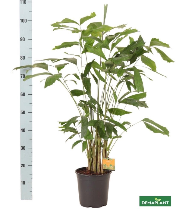 <h4>CARYOTA MITIS</h4>