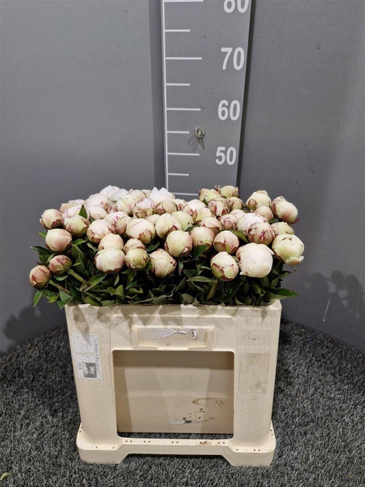 <h4>Paeo L Odile 50cm Bianco</h4>