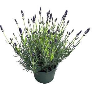 Lavandula angustifolia Hidcote