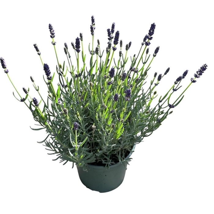 <h4>Lavandula angustifolia Hidcote</h4>