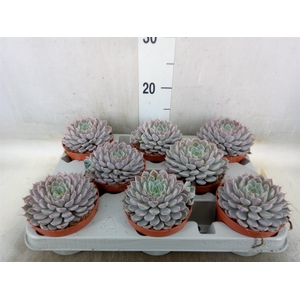 Echeveria cuspidata