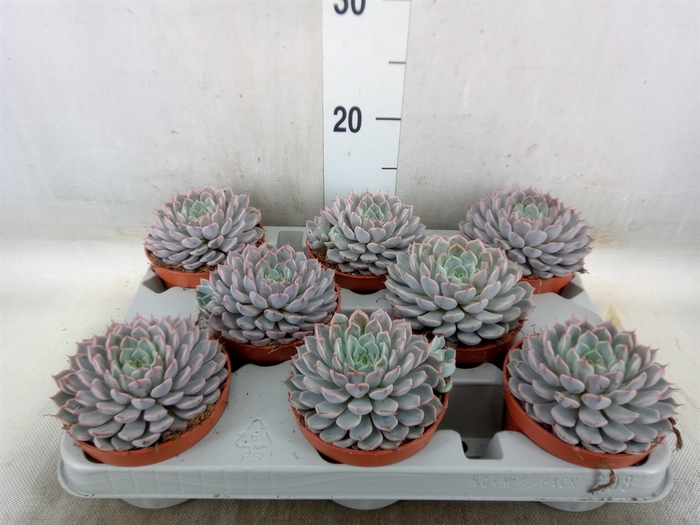 <h4>Echeveria cuspidata</h4>